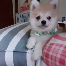 까르르멍멍 이미지