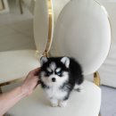 탑클래스 퍼피 이미지