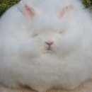 털뭉치 이미지