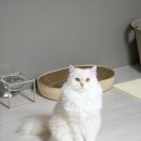 댕냥이살롱 이미지