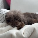 에버펫 동물병원 이미지