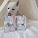 쿠루름 | 대전 반려견 동반 카페 쿠루름 방문후기