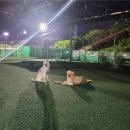애견운동공원 이미지