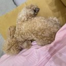 로흐네일
