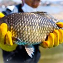 버들낚시터 이미지