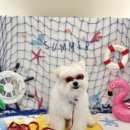 24시 스마트동물병원(신사본원) | [굿보이 동물병원 기록] 강아지 지방종/스마트 동물병원 신사본원