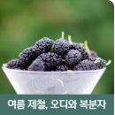 오디 이미지