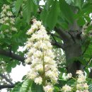 마로니에 이미지