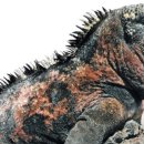 이구아나 이미지