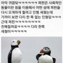 퍼핀 이미지