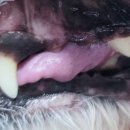 포곡동물병원 이미지