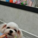 다사랑 애견 이미지