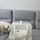 에브리데이 펫 이미지