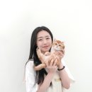 더펫샵포항 | 포항 고양이분양, 예비 집사님들을 위한 분양처 정보