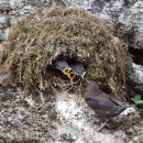 동물왕국 이미지