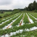 뽑고 또 뽑고 이미지