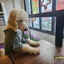 이리오시개