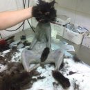 벌거벗은 고양이 이미지