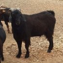 종부농장 이미지