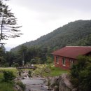 잣나무향기 이미지