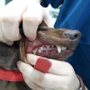 강동24시 SKY 동물의료센터 이미지