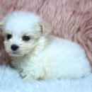 여주켄넬 이미지