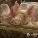 돼지발 쿠키뉴스