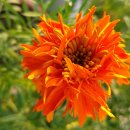 메리골드 이미지