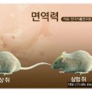 ‘신통방통’ 청국장 면역 증진 항암 효과 이미지