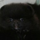 Pom생Pom사 이미지