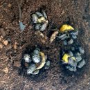 포항곤충농장 이미지