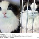 미모고양이 이미지