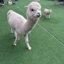 못된강아지(뽑기놀이터) | 천안 아이와 가볼만한곳 실내놀이터 실내동물원 해피애니멀