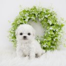 송현동 강아지 이미지