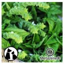 펫라운지(PET LOUNGE) 이미지