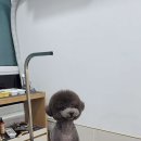 앤디펫살롱 - 의정부시 승지로 27 | 앤디펫살롱