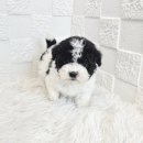 오독안심분양센터 강아지분양 고양이분양 하남점 이미지