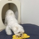 견공수라상 이미지