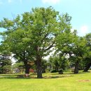 느티나무 이미지