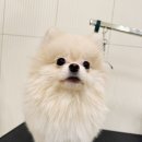 일산애견호텔 강아지 유치원 미용 맘바이 일산점 이미지