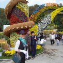 마산돝섬의 가고파 국화축제 이미지