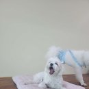 Y537호텔 네이버블로그