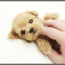 몽냥몽냥 이미지