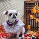 꿈의 애견미용 이미지