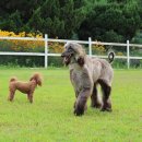 뛰어놀개 애견펜션 이미지