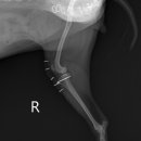 잠실베스트동물병원 수술재활센터 이미지