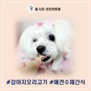 영양언니의 수제간식 | 노령견도 잘 먹는 강아지 오리고기 수제간식, 영양언니 오리안심치즈칩 후기