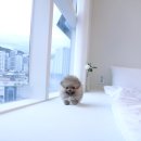 클라라 애견 이미지