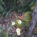 씀바귀 모싯대 며느리밥풀꽃 무릇 짚신풀 물봉선화 마타하리 싸리꽃 이미지