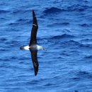 알바트로스 이미지